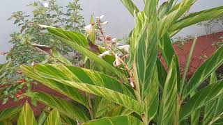 Shell ginger plant complete care and easiest way of propagation Alpinia zerumbet ornamental plant [upl. by Izogn]