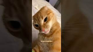 Funniest Cat 😼 Will Cheer you Up 🐕 mewmew 1608 [upl. by Une79]