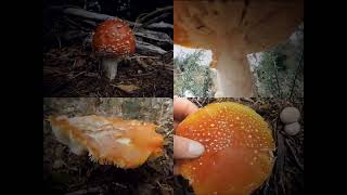 Fly AgarX Amanita Muscaria [upl. by Armitage]