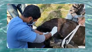 castration of a Male Horse 🐎 surgically under field conditions horse castration [upl. by Malamut]