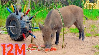 Amazing Most Building Beautiful House Wild Pig Trap Using Big Sharp Wood  How To Make Wild Pig Trap [upl. by Osicran]