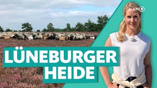 Lüneburger Heide – Urlaub und Entspannung zwischen Heideblüten  Wunderschön  ARD Reisen [upl. by Nnaul]