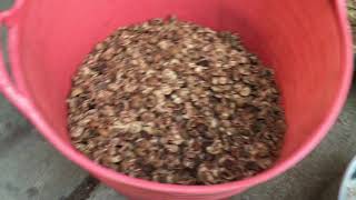 Crack And Process Hickory Nuts [upl. by Len]