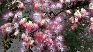 Calliandra surinamensis and Calliadra haematocephala Pink Powder Puff Tree [upl. by Merwin800]