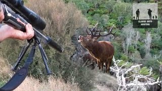 RED STAG SHOT AT CLOSE RANGE WITH 300WSM Crazy roar action [upl. by Eigroeg318]