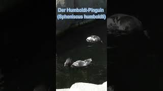 Der HumboldtPinguin Spheniscus humboldti 🐧🐧🐧🐧 [upl. by Anaud]