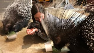 Playing with a 4day old porcupine [upl. by Chiarra]