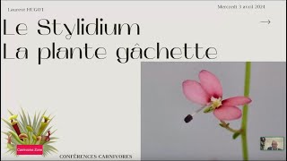 Le Sytlidium la plante gâchette par Laurent Hugot [upl. by Brod]