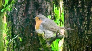 Kernbeißer Spatz und Co  bunte heimische Vogelwelt [upl. by Nolyag]