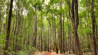 Makawao Forest Reserve  Maui Hiking amp Biking [upl. by Shepp]