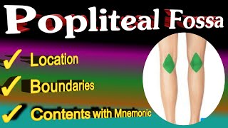 popliteal fossa anatomy  mnemonic [upl. by Knutson]