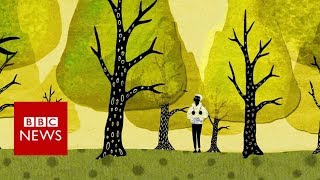 How trees secretly talk to each other  BBC News [upl. by Krishna787]