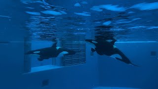 【神戸須磨シーワールド】オルカパフォーマンス・トレーニング オルカスタディアム2024617 1650（4K HDR 60fps）KOBE SUMA SEA WORLD ORCA STADIUM [upl. by Aires5]