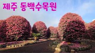 제주 동백수목원 221218 Camellia arboretum Jeju Island [upl. by Ahsiym611]