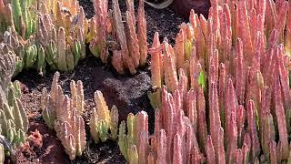 Why This Stapelia Stinks [upl. by Francklin]