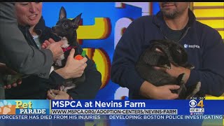 Pet Parade MSPCA At Nevins Farm [upl. by Kaela]