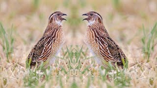 Quail sound for night hunting Kecha ovi uchun bedana ovoziصوت السمان للصيد الليليquail singing [upl. by Zoha]