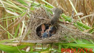 Babies bird sleep in the nest  waiting mama to feed them [upl. by Ardnuaek]