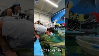 Giant catfish 🐡 Facts 😧 shorts catfish amazing [upl. by Nekal296]