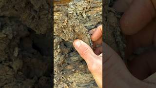 Exposing a perfect Jurassic Belemnite Squidlike creature which was in a large loose shale slab [upl. by Nerta]