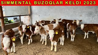 SUT EMDI SIMMENTAL BUZOQLAR KELDI [upl. by Hoo]