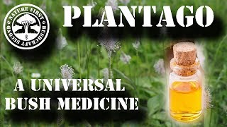 Plantago  A Universal Bush Medicine [upl. by Illom]