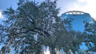 Live Oak Tree by The Waverly amp TD Bank Downtown Orlando at Lake Eola Park Florida [upl. by Akinajnat]