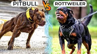 Rottweiler VS Pitbull Real Comparison in Hindi  Pitbull VS Rottweiler Real Fight  Pitbull Attack [upl. by Honora]