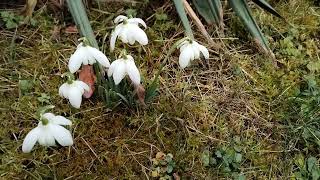 Blooming Galanthus nivalis cv in the garden Václav Kovalčík Zlín [upl. by Aninad]