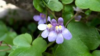 Kenilworth ivy Cymbalaria muralis  Ivyleaved toadflax  20150609 [upl. by Anoblav314]