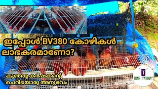 Bv380 കോഴി വളർത്തൽ [upl. by Farand541]