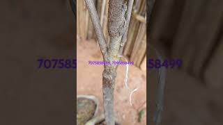 Macdomia grafted plants Limited stock booking number 70758584997095858499 call me plants [upl. by Nesnah]