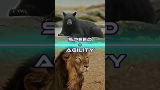 American black bear Vs Asiatic lion  trending viral shortvideo shorts short viralvideo [upl. by Annaerda]