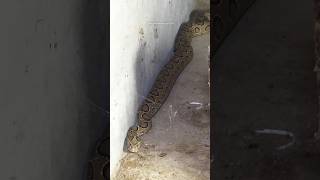 Venomous Indian Russell Viper Snake Rescue 😲 [upl. by Carrel]