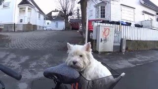 Westie Dog On The Bike [upl. by Carena826]