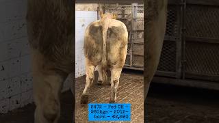 €2690 for ped CH dry cow Balla [upl. by Notwal]