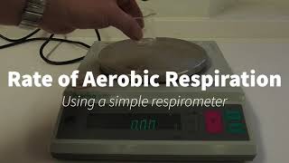 Simple Respirometer IGCSEA Level Biology [upl. by Niamjneb]