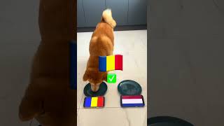 EURO 2024 FINAL Dog Prediction 🏆 Turkey vs Austria amp Netherlands vs Romania  Who Will Win [upl. by Brita958]