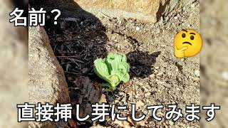 庭の白妙菊がとても綺麗 日当たりの良い場所にプランター集合したのに 夜に雨降り予報 慌てて苗ドーム被せました [upl. by Newmark]