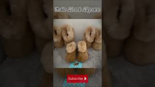 Amazing Facts About Alpacas The Gentle Camelids You Didn’t Know viralvideo viralshort trending [upl. by Beth109]