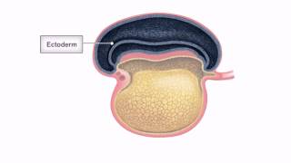 General Embryology  Detailed Animation On Embryonic Folding [upl. by Asilad750]