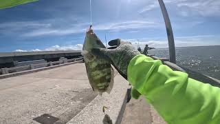 Back to Skyway pier pompano jigging after hurricane Milton pompanofishing [upl. by Monique]