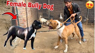 Badshah Ky Leay Heavy Female Bully Dog Aa Gai😍 [upl. by Leban]