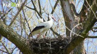 Montage Vidéo Kizoa les cigognes de Sarralbe [upl. by Tychon]