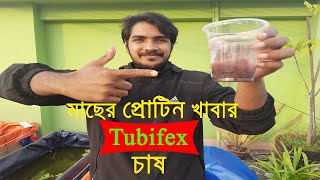 সহজে বাড়িতে মাছের উচ্চ প্রোটিন খাবার Tubifex চাষ  Easy way to Culture Tubifex worms at Home [upl. by Nyrhtakyram]