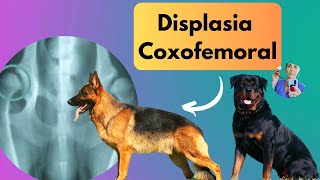 Displasia Coxofemoral canina sinais clínicos diagnóstico e tratamento [upl. by Suirtimed768]