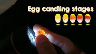 Eggs Candling Development Stages Aviary Birds in the Bird Gallery [upl. by Ardnaeel]