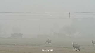 Nilgai is roaming in our fields [upl. by Enimrej]