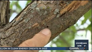 Tree destroying beetle found in every county in Wisconsin [upl. by Ielirol]