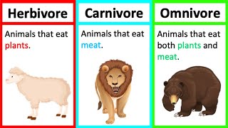 Herbivore Carnivore amp Omnivore  Types of animals  Whats the difference [upl. by Anawt324]